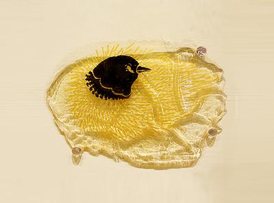 《黃色小鳥─不看你》的封面圖