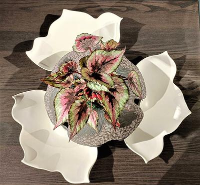 花系列-作品10-幸運