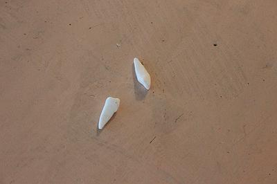 Memory Text/Perceptual Situation/Syun Kuan - 40's Cover