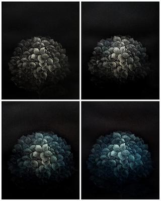 墨蘊花喻—13〈韞—Hydrangea〉的封面圖