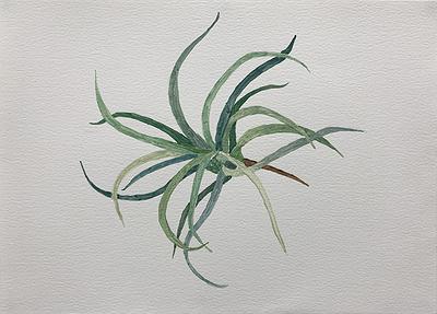 Plants Healing—A Discourse on Ying-Syuan Huang's Artworks's Cover