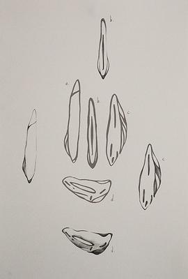 Perception and Inception of Body - The Creation Research of Liu, Hsin -Yi's Cover