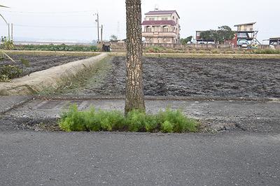 植(五)