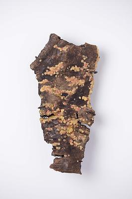 2025_11_Scab_brooch_bark4-3