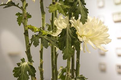 多線創作的首拍：陳昱廷創作研究 25 陳昱廷，〈決定出生〉，白菊花、劍山、不銹鋼水盤、透明片，整體大小60x60x96公分(不含白菊花)，2021年4月。2