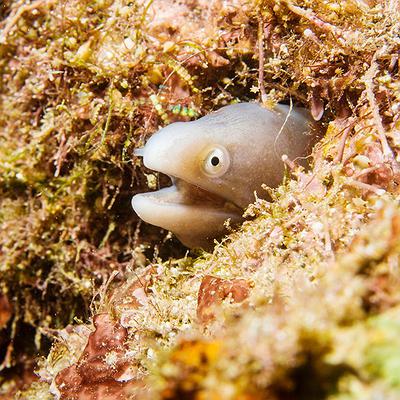 Lanyu of Seeing-45's Cover