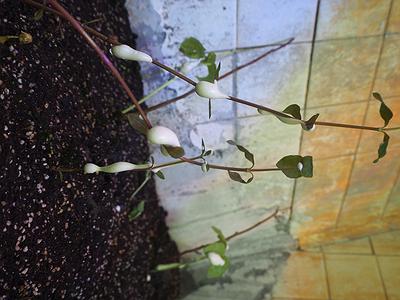 人與自然的介面 －黃冠菱創作研究31