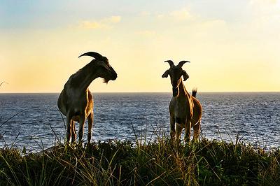 Lanyu of Seeing-43's Cover