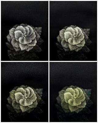 墨蘊花喻—14〈韞—Gardenia〉的封面圖