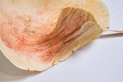 2025_09_Body_Fragments_plaster_close