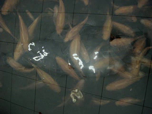 【當代鶴】精神圖像－游翎芸創作論述的封面圖