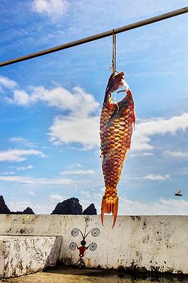 Lanyu of Seeing-54's Cover