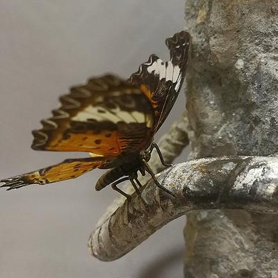 重生計畫 關於蝴蝶的金工創作-「重生計畫」之一局部特寫的封面圖