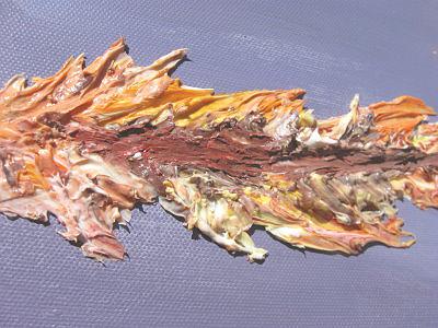 身體的意象與權力-35