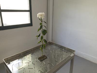 多線創作的首拍：陳昱廷創作研究 31 陳昱廷，〈沒有著落〉，白菊花、劍山、鐵釘、鐵盤、水，73x46x80公分(不含白菊花)，2019。1
