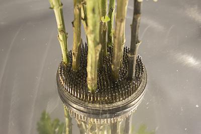 多線創作的首拍：陳昱廷創作研究 27 陳昱廷，〈決定出生〉，白菊花、劍山、不銹鋼水盤、透明片，整體大小60x60x96公分(不含白菊花)，2021年4月。4