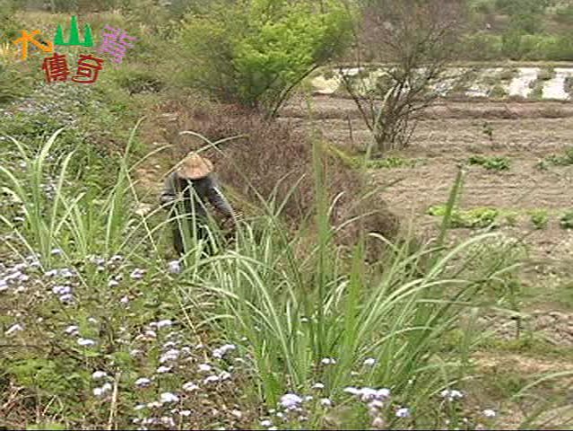 大山背傳奇-3的封面圖