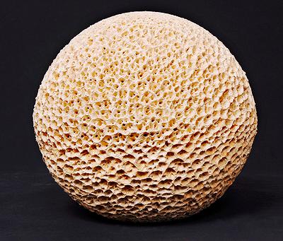 與植物對話 — 魏金蕊陶藝創作論述-《基因轉殖》