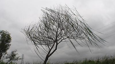 人與自然的介面 －黃冠菱創作研究29
