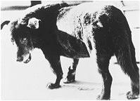 森山大道的封面圖