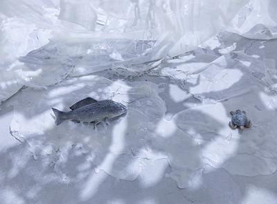 〈流變空間〉，2022，樹酯、繪製後的模型魚、烏龜、痱子粉、Antari ICE-101，依場域而定，作品局部