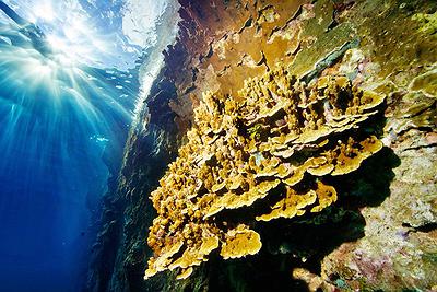 Lanyu of Seeing-53's Cover