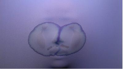 身體行為與側寫計劃-鄧聖薷創作研究27