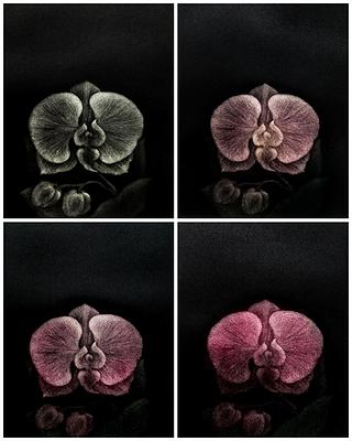 墨蘊花喻—16〈韞—Phalaenopsis〉的封面圖