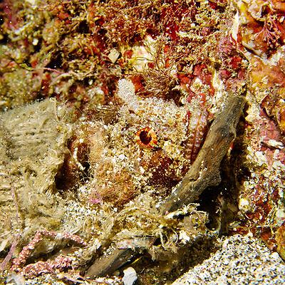 Lanyu of Seeing-51's Cover