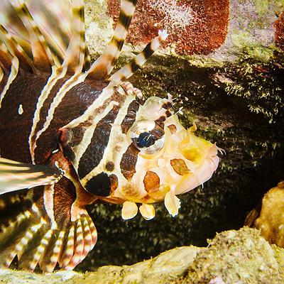 Lanyu of Seeing-49's Cover