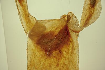 異類之於同體_2