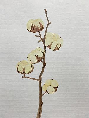 Plants Healing—A Discourse on Ying-Syuan Huang's Artworks's Cover