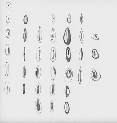 Perception and Inception of Body - The Creation Research of Liu, Hsin -Yi's Cover