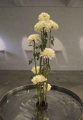 多線創作的首拍：陳昱廷創作研究 24 陳昱廷，〈決定出生〉，白菊花、劍山、不銹鋼水盤、透明片，整體大小60x60x96公分(不含白菊花)，2021年4月。1