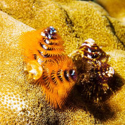 Lanyu of Seeing-48's Cover