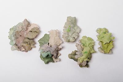 潛存的膨脹語彙—葉方瑾當代首飾創作論述-14