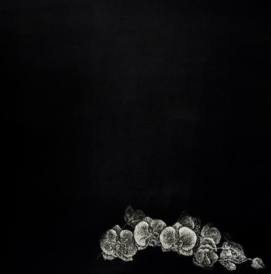 墨蘊花喻—11〈語—Phalaenopsis 之一〉的封面圖