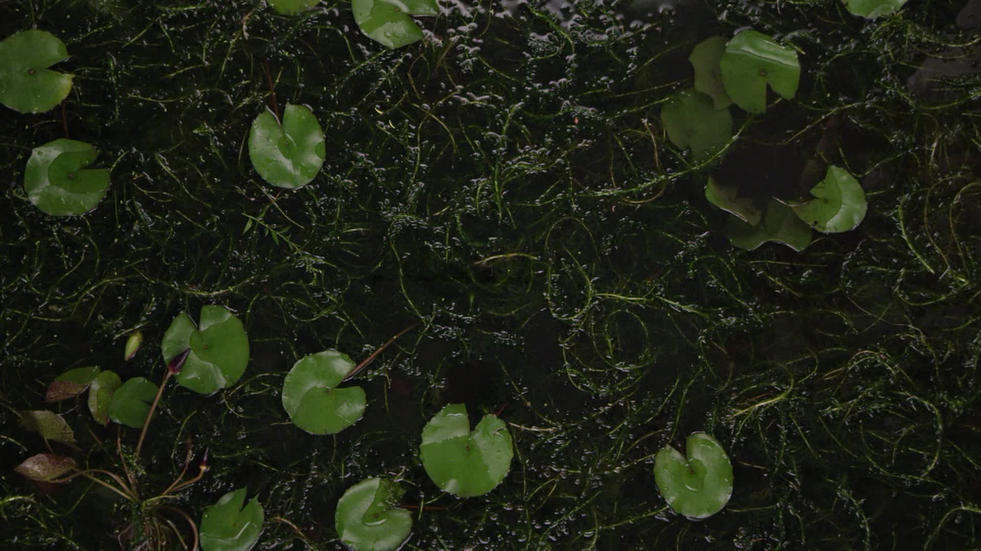 Private Portfolio and Private Video — An Art Project of “Intimate Monogatari” on Video Installation's Cover