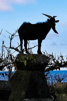 Lanyu of Seeing-43's Cover