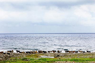 Lanyu of Seeing-43's Cover