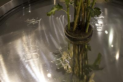 多線創作的首拍：陳昱廷創作研究 28 陳昱廷，〈決定出生〉，白菊花、劍山、不銹鋼水盤、透明片，整體大小60x60x96公分(不含白菊花)，2021年4月。5