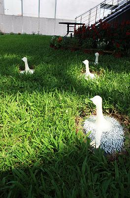 《黃色小鳥─看不見》的封面圖