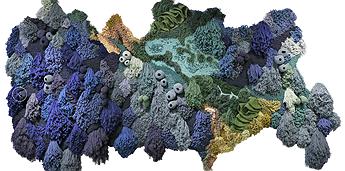 凡妮莎巴拉吉奧，傑里珊瑚，畫面擷取自其個人網站的封面圖