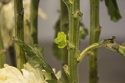 多線創作的首拍：陳昱廷創作研究 26 陳昱廷，〈決定出生〉，白菊花、劍山、不銹鋼水盤、透明片，整體大小60x60x96公分(不含白菊花)，2021年4月。3