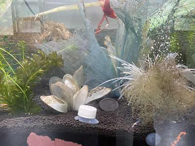 人與自然的介面 －黃冠菱創作研究24