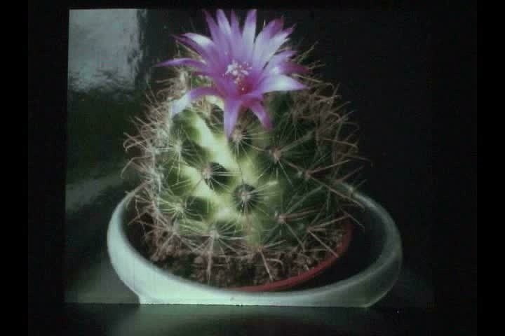 何侊倢多媒體作品發表會含輔助文件《此刻的幻象》原創作品與註釋的封面圖