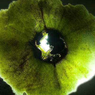 芭樂-4
