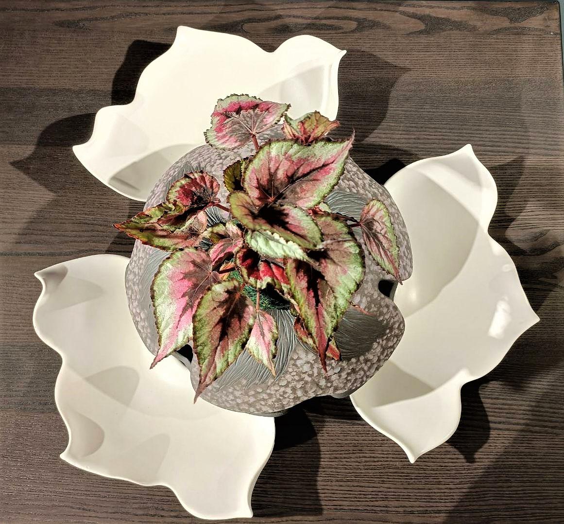 花系列-作品10-幸運的封面圖