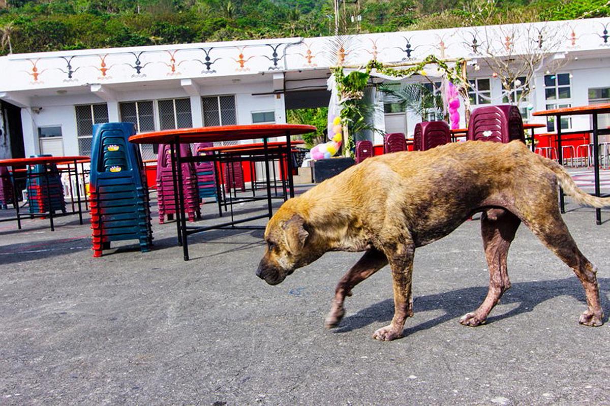 Lanyu of Seeing-8's Cover