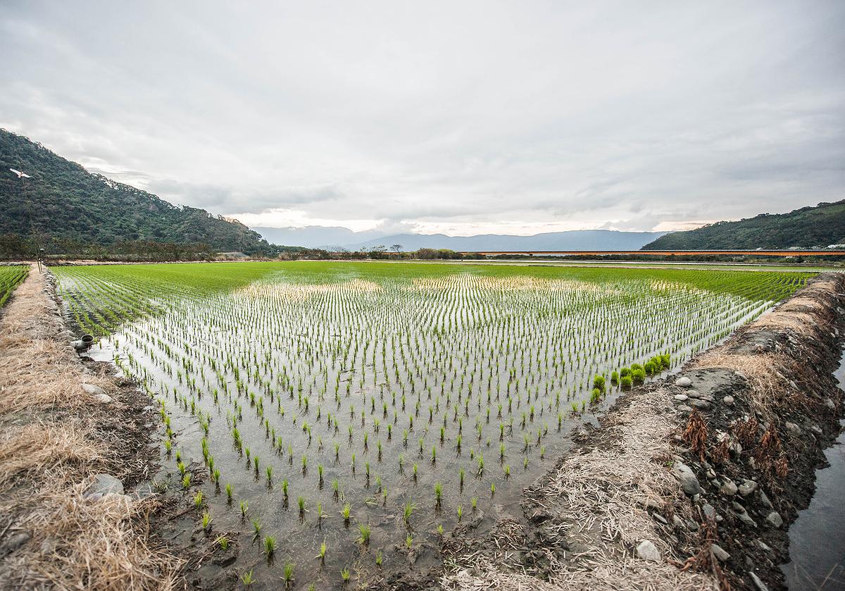 插秧-9的封面圖